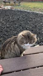 Lost Male Cat last seen Colorado Blvd, 128th, Thornton, CO 80241