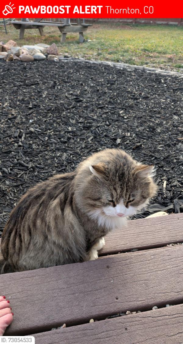 Lost Male Cat last seen Colorado Blvd, 128th, Thornton, CO 80241