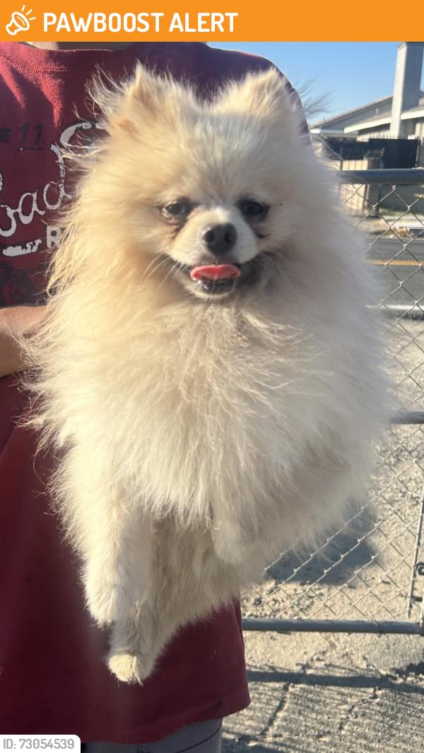 Found/Stray Male Dog last seen Beech ave and Merril ave , San Bernardino County, CA 92335
