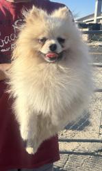 Found/Stray Male Dog last seen Beech ave and Merril ave , San Bernardino County, CA 92335