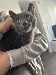 Lost Female Cat last seen Taylor st, San Jose, CA 95112