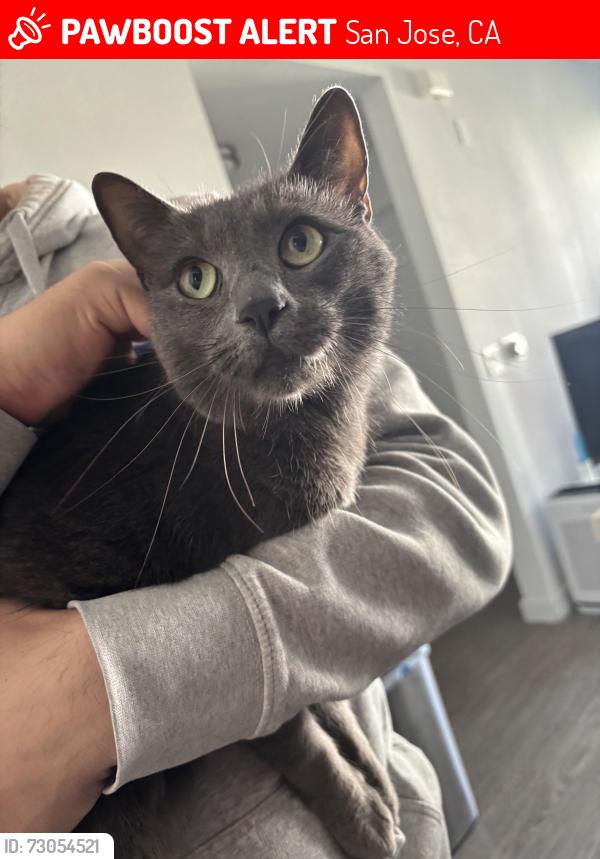 Lost Female Cat last seen Taylor st, San Jose, CA 95112
