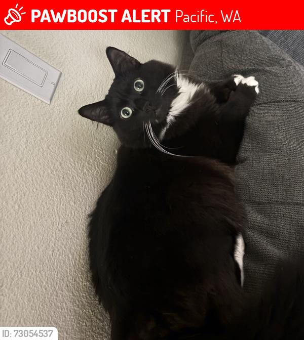 Lost Male Cat last seen Pacific, WA 98047, Pacific, WA 98047