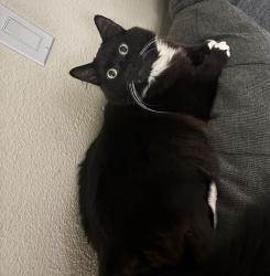 Lost Male Cat last seen Pacific, WA 98047, Pacific, WA 98047