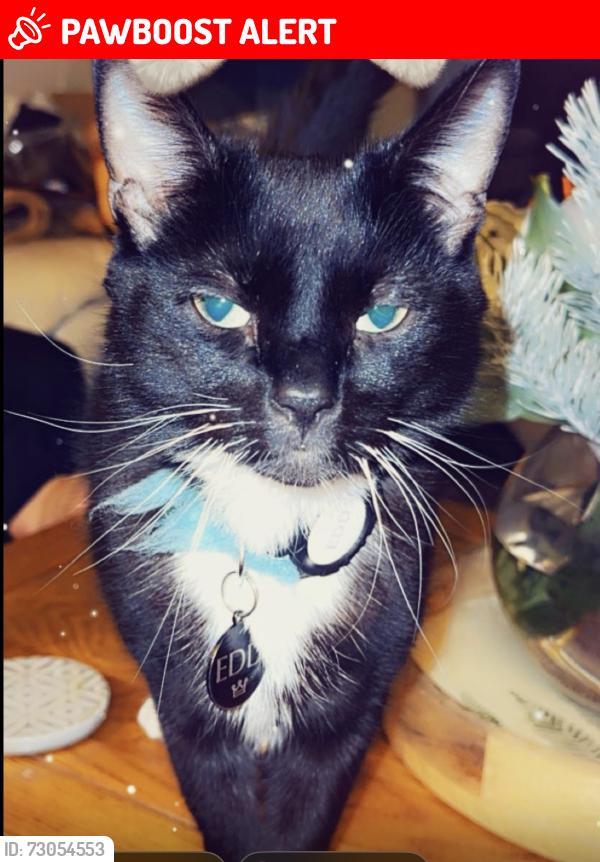 Lost Male Cat last seen Hearty Goodfellow pu, Warwickshire, England CV10