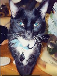 Lost Male Cat last seen Hearty Goodfellow pu, Warwickshire, England CV10
