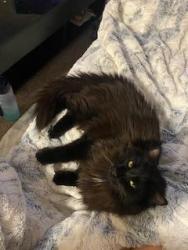 Reunited Male Cat last seen Wellington apmts , Silverdale, WA 98383