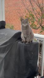 Lost Male Cat last seen Rock creek neighborhood, Fairhope, AL 36532