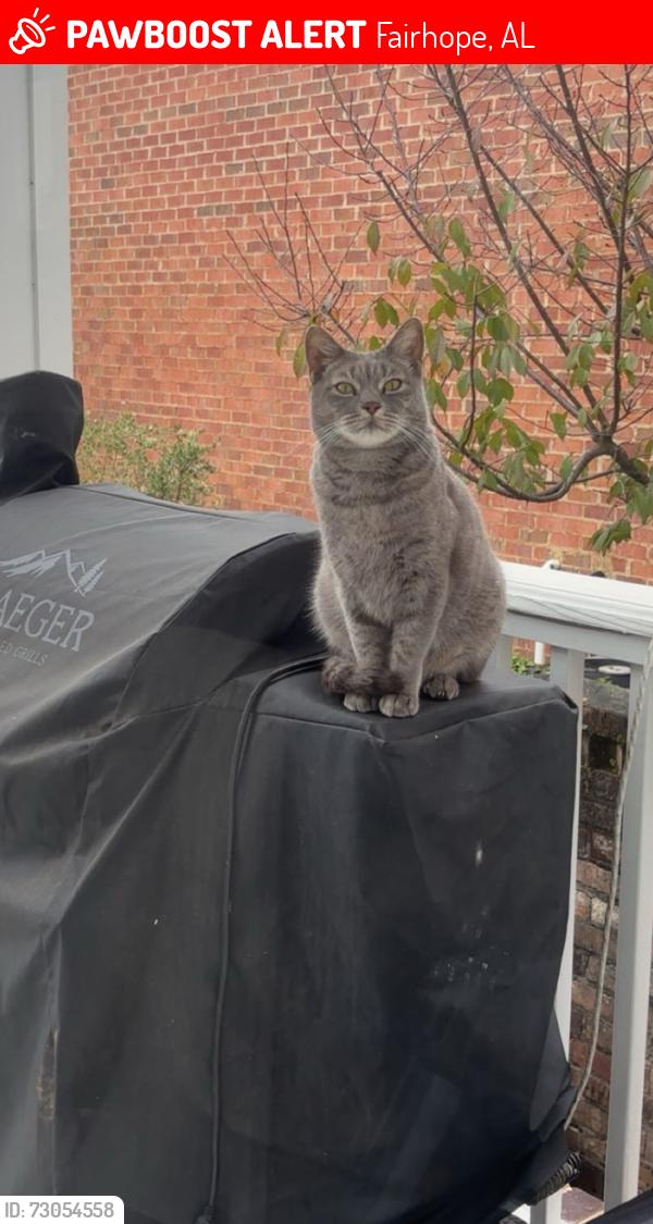 Lost Male Cat last seen Rock creek neighborhood, Fairhope, AL 36532
