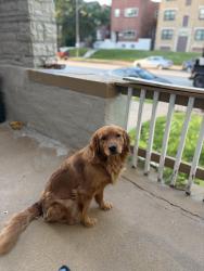 Lost Female Dog last seen Enright and Sarah, St. Louis, MO 63108