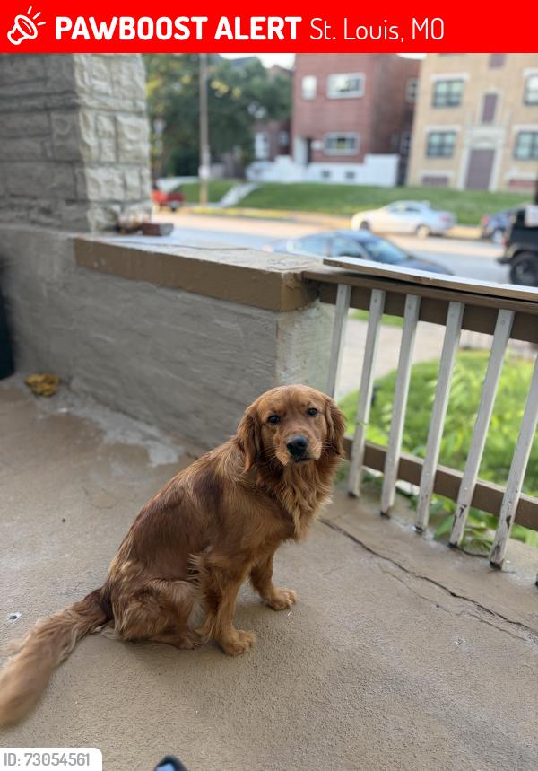 Lost Female Dog last seen Enright and Sarah, St. Louis, MO 63108