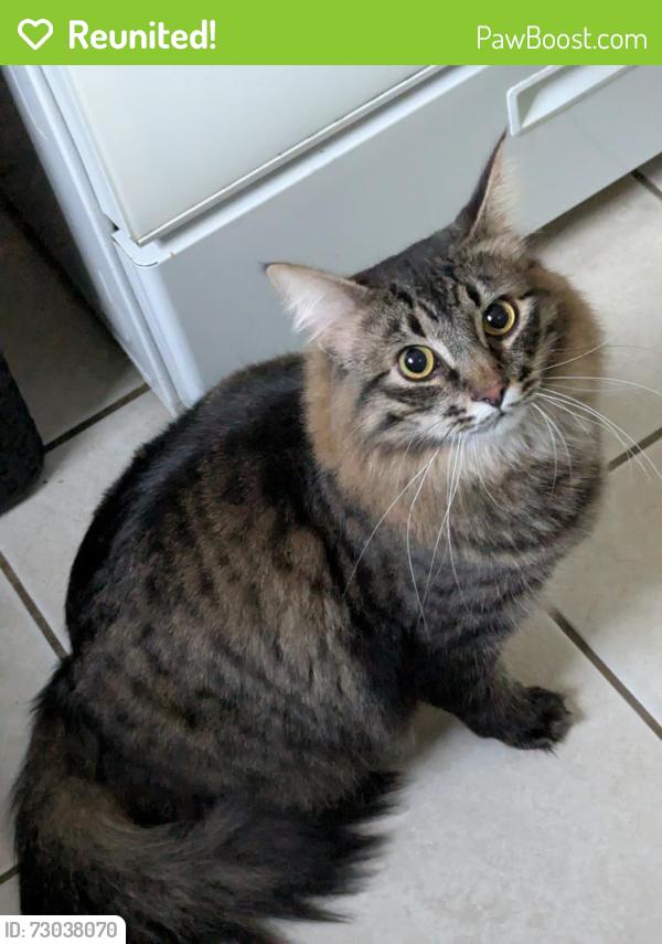 Reunited Male Cat last seen Near College St SE #73 Lacey, WA 98503, Lacey, WA 98503