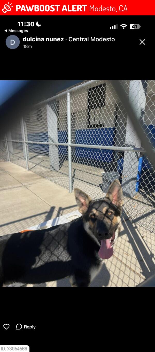 Lost Unknown Dog last seen paradise rd. behing burbank school, Modesto, CA 95351