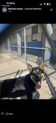 Lost Unknown Dog last seen paradise rd. behing burbank school, Modesto, CA 95351