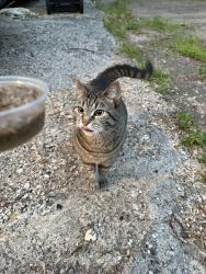 Found/Stray Unknown Cat last seen 34th street and cedar Ave s, Minneapolis, MN 55407