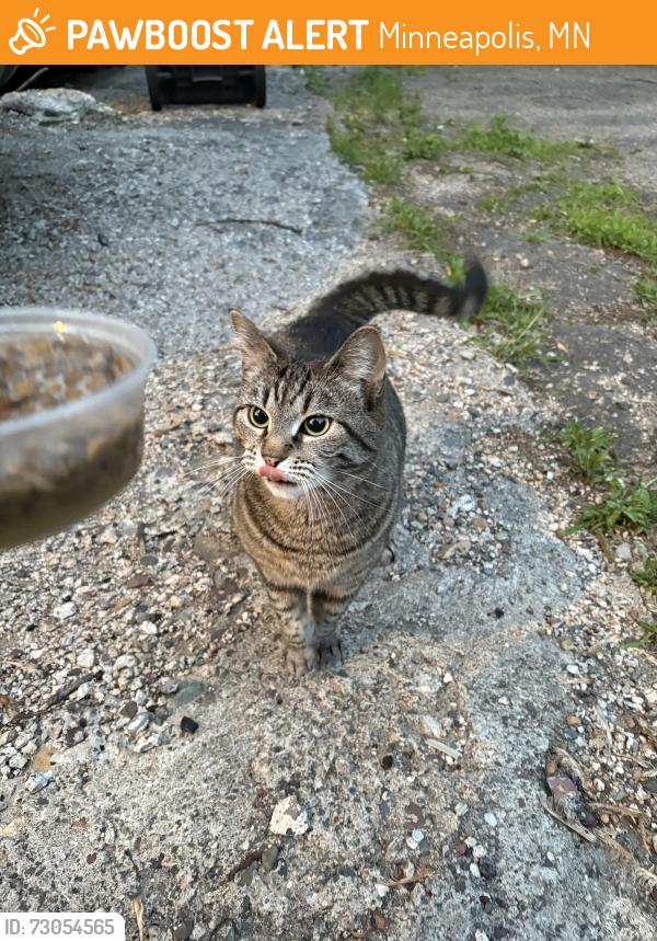 Found/Stray Unknown Cat last seen 34th street and cedar Ave s, Minneapolis, MN 55407