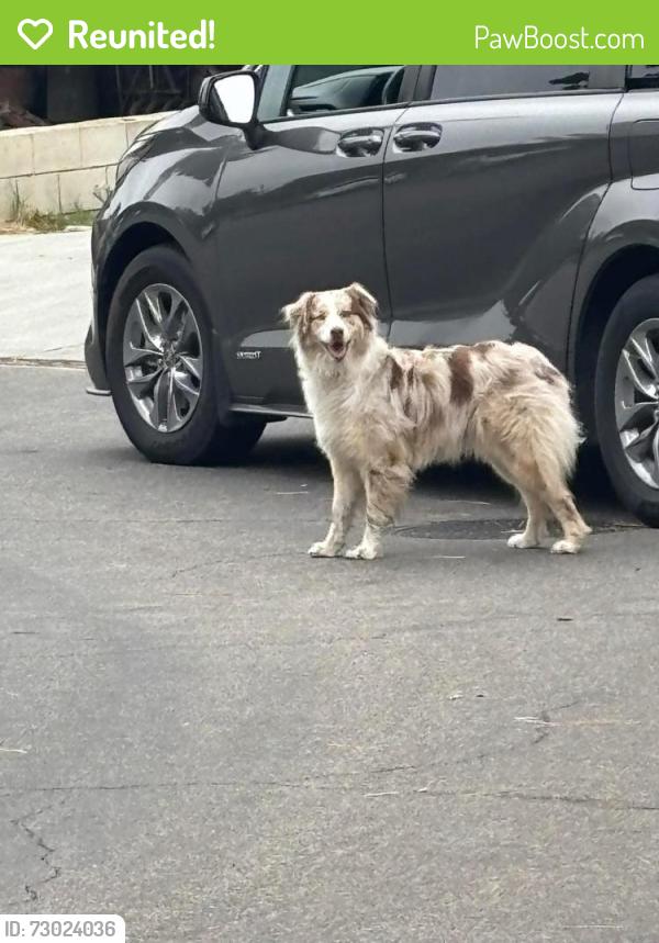 Reunited Female Dog last seen Pine & 13th UPLAND CA, Upland, CA 91786