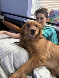 Lost Female Dog last seen Delmar and enright, St. Louis, MO 63108