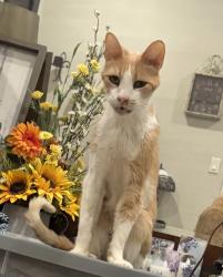 Lost Male Cat last seen Private Road 1712, Dancing Bear Ranch, Mico, TX 78056