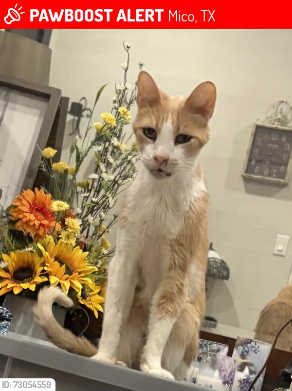 Lost Male Cat last seen Private Road 1712, Dancing Bear Ranch, Mico, TX 78056