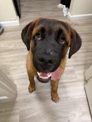 Found/Stray Male Dog last seen Richmond parkway, Richmond, CA 94806