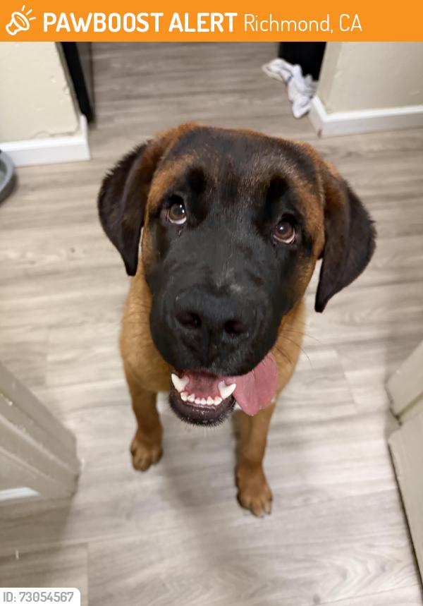 Found/Stray Male Dog last seen Richmond parkway, Richmond, CA 94806