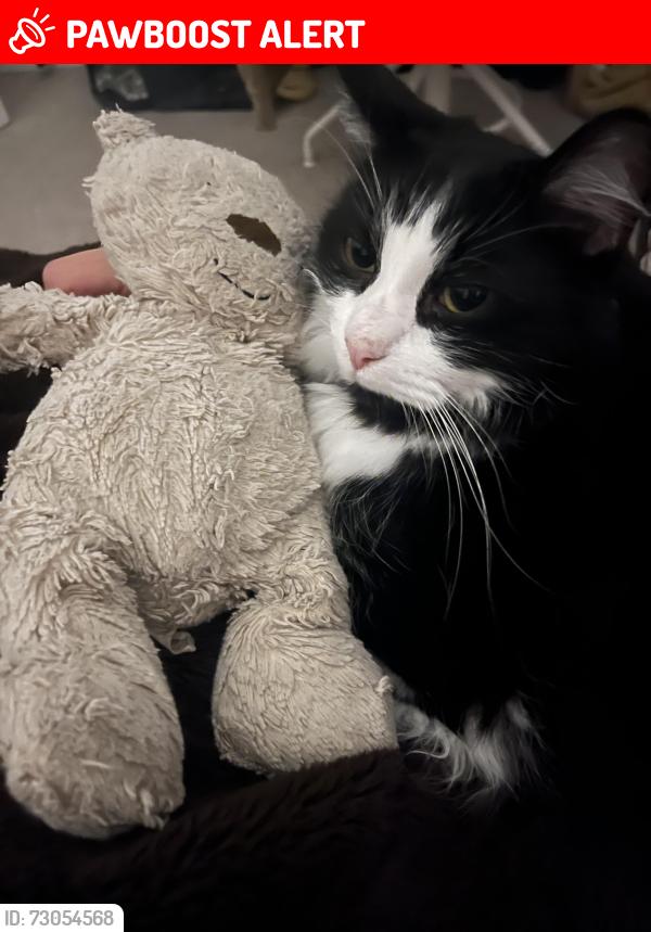 Lost Male Cat last seen Commercial way, Greater London, England SE15 6QP