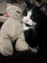 Lost Male Cat last seen Commercial way, Greater London, England SE15 6QP