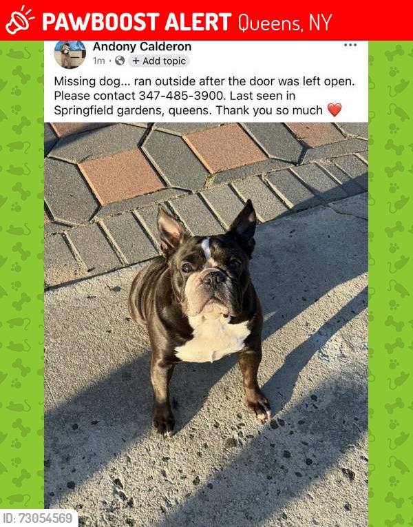 Lost Female Dog last seen Laurelton, 225 street , Queens, NY 11413