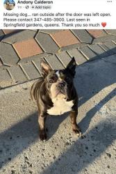 Lost Female Dog last seen Laurelton, 225 street , Queens, NY 11413