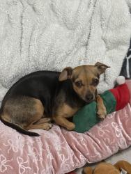 Lost Female Dog last seen Sun giant park, Patterson, CA 95363