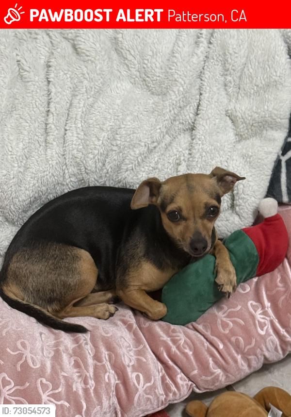Lost Female Dog last seen Sun giant park, Patterson, CA 95363