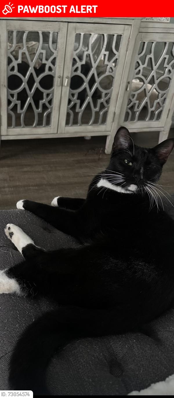 Lost Male Cat last seen Sugar mill country club , New Smyrna Beach, FL 32168