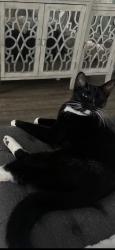 Lost Male Cat last seen Sugar mill country club , New Smyrna Beach, FL 32168