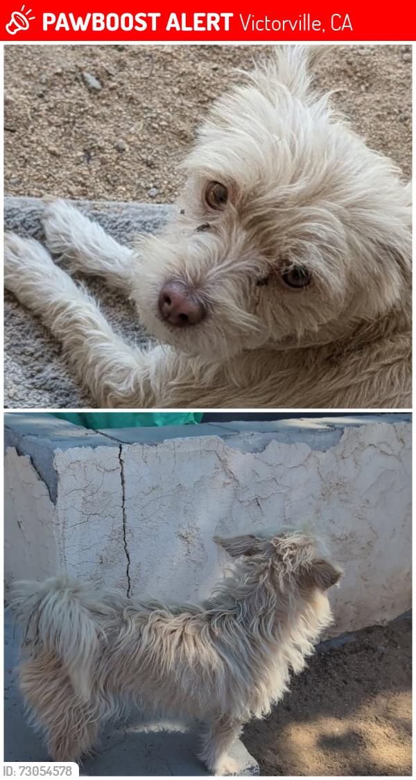 Lost Female Dog last seen Begonia y amethis victorville, Victorville, CA 92307