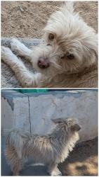 Lost Female Dog last seen Begonia y amethis victorville, Victorville, CA 92307