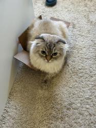Lost Male Cat last seen Fruitdale Station apmts (1540 Southwest Expy, San Jose, CA 95126