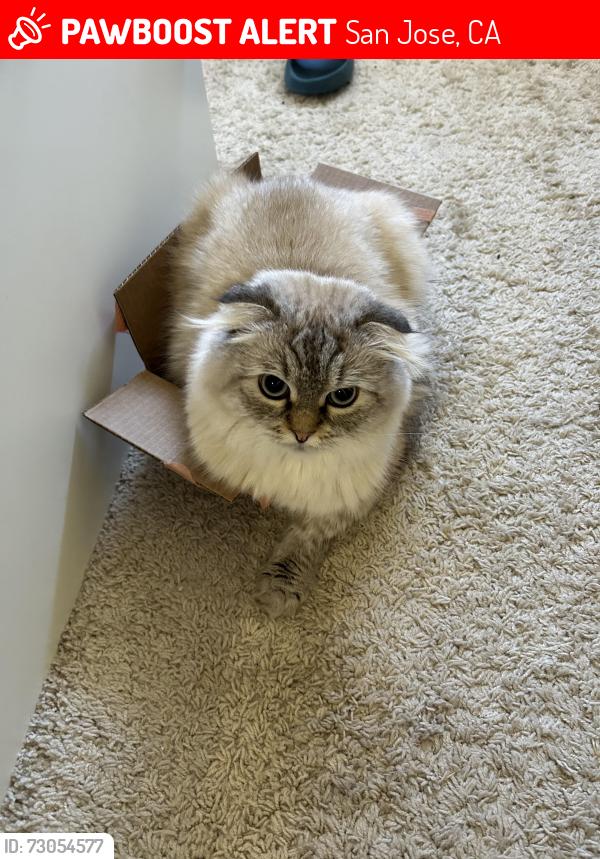 Lost Male Cat last seen Fruitdale Station apmts (1540 Southwest Expy, San Jose, CA 95126