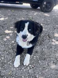 Reunited Male Dog last seen Vista , Spring Valley, CA 91977