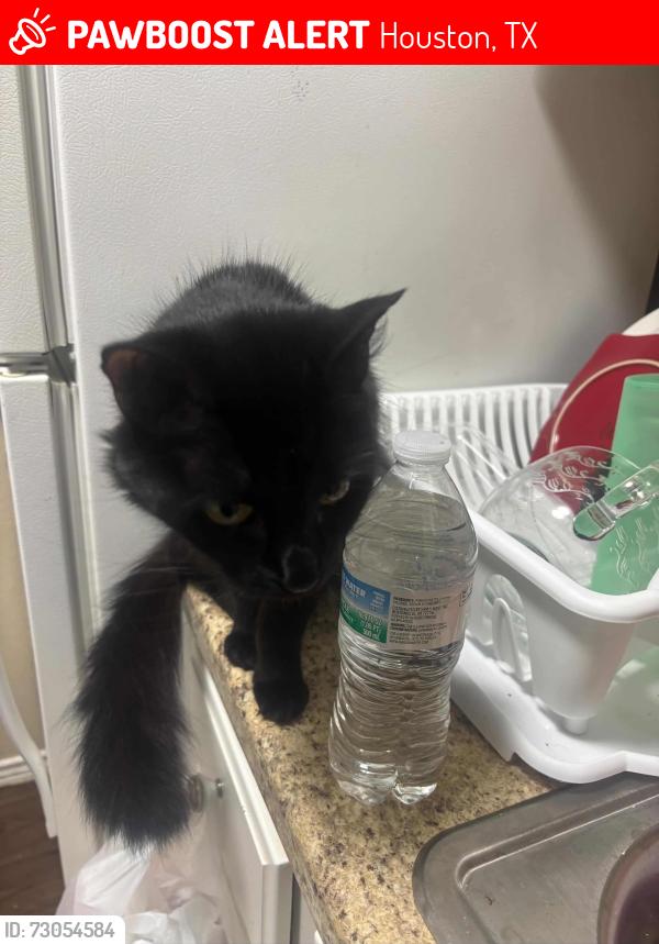 Lost Female Cat last seen Veterans memorial , Houston, TX 77066