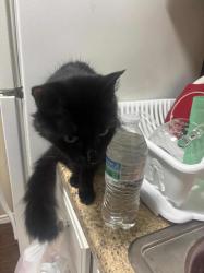 Lost Female Cat last seen Veterans memorial , Houston, TX 77066