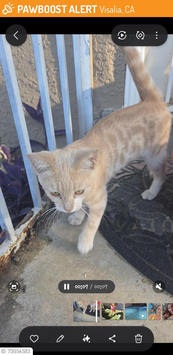 Found/Stray Female Cat last seen North conyer and west buena vista ave, Visalia, CA 93291