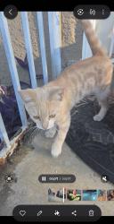 Found/Stray Female Cat last seen North conyer and west buena vista ave, Visalia, CA 93291