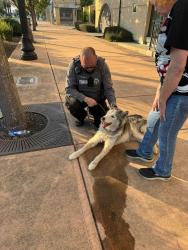 Found/Stray Unknown Dog last seen San Leandro Blvd , San Leandro, CA 94577