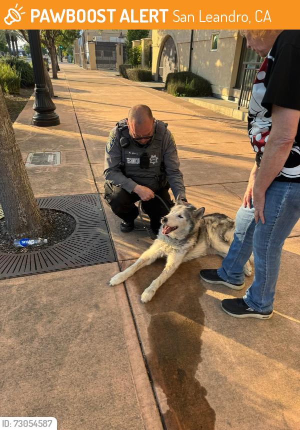 Found/Stray Unknown Dog last seen San Leandro Blvd , San Leandro, CA 94577