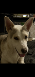 Lost Male Dog last seen Kenosha and 254th St S., Broken Arrow, OK 74014