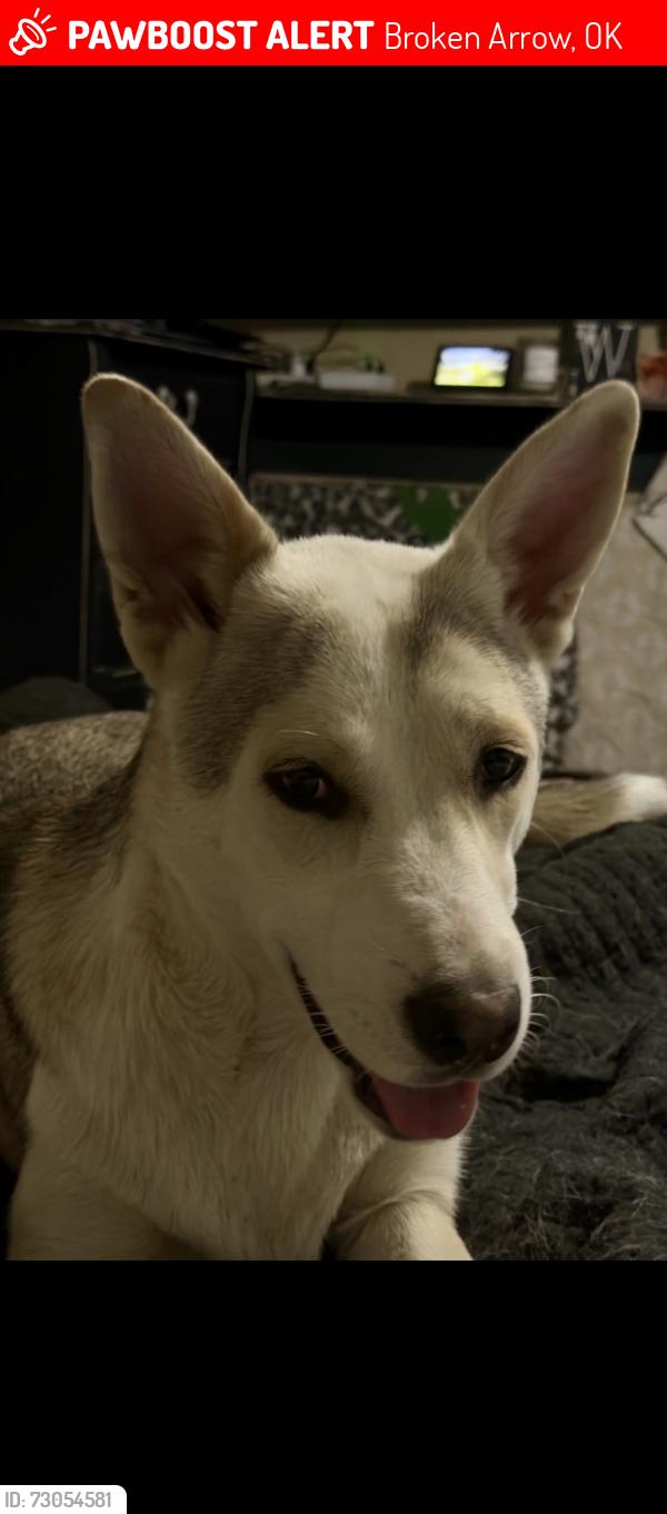 Lost Male Dog last seen Kenosha and 254th St S., Broken Arrow, OK 74014
