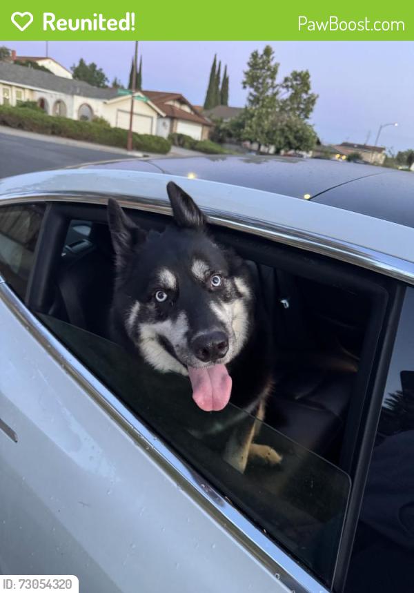 Reunited Unknown Dog last seen Remington Way & Millbrook Drive, San Jose, CA 95148, USA, San Jose, CA 95148
