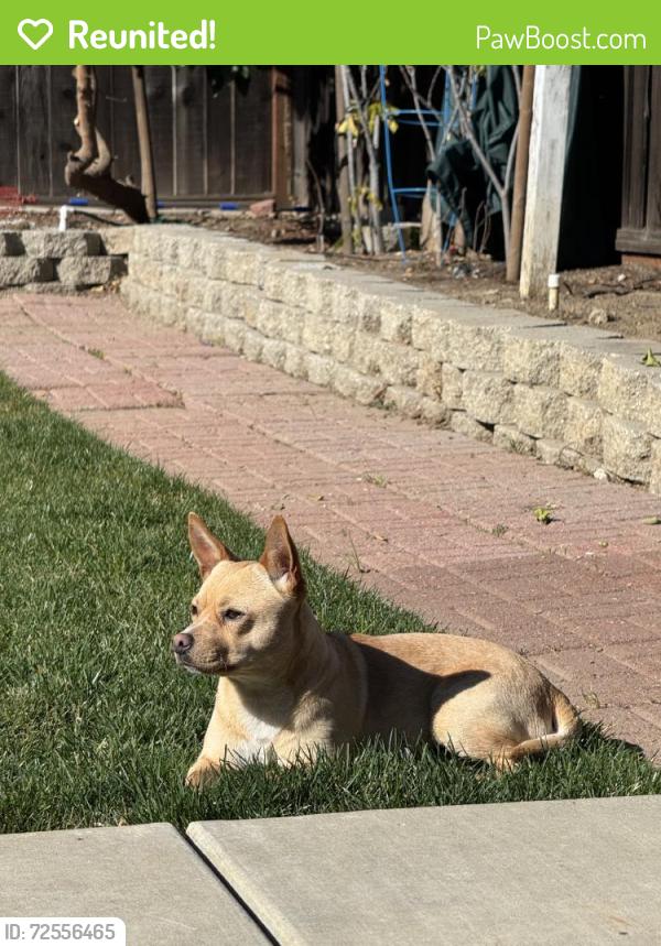 Reunited Male Dog last seen Remington Way & Millbrook Drive, San Jose, CA 95148, USA, San Jose, CA 95148