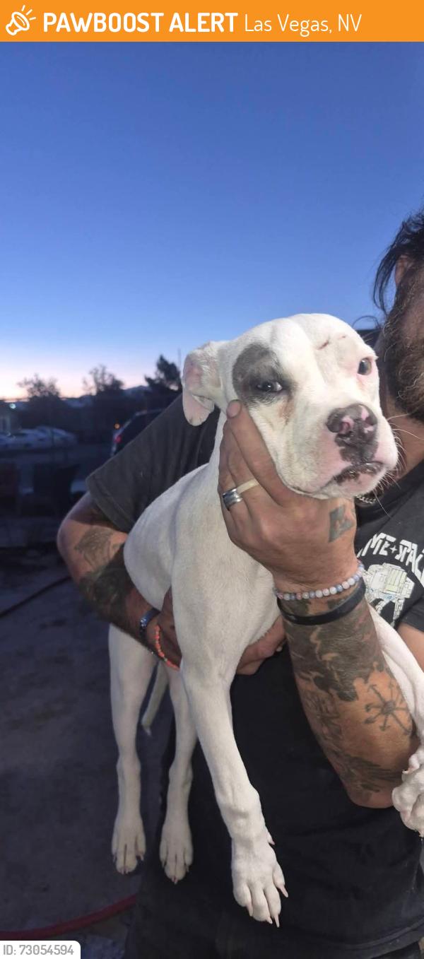 Found/Stray Female Dog last seen Carey and castleberry, Las Vegas, NV 89156